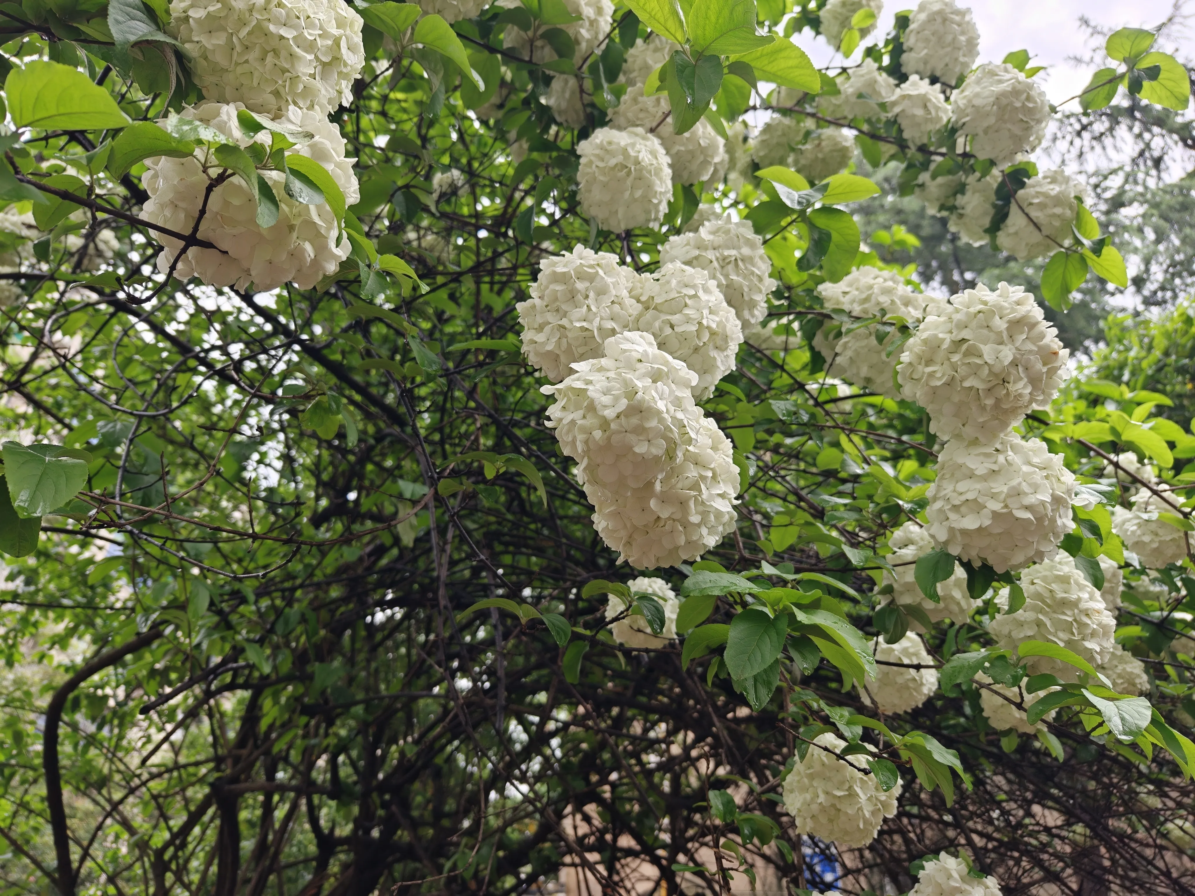 南校区素雅的绣球